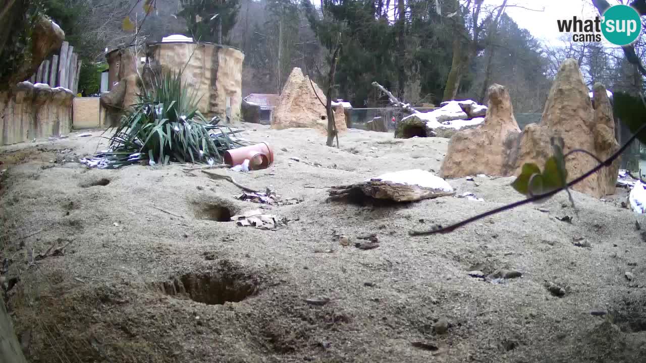 Zoo Ljubljana – Live webcam Meerkat (Suricata)