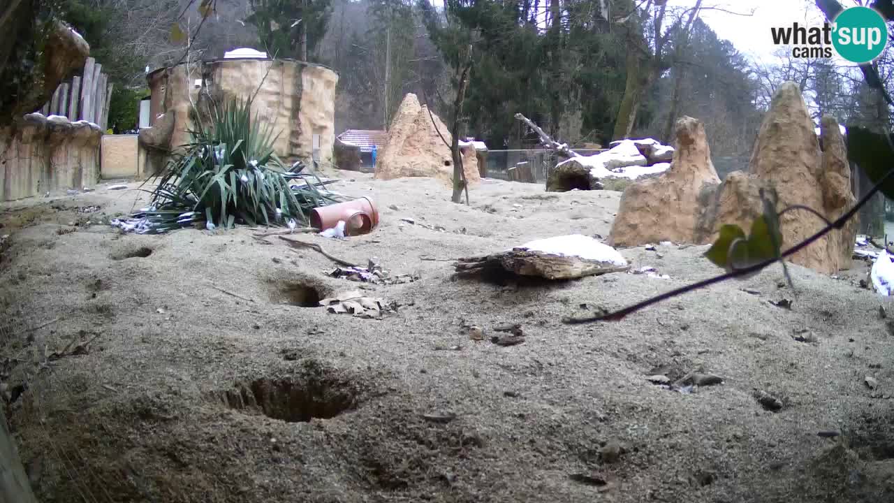 Live cam Zoo Ljubljana – Erdmännchen