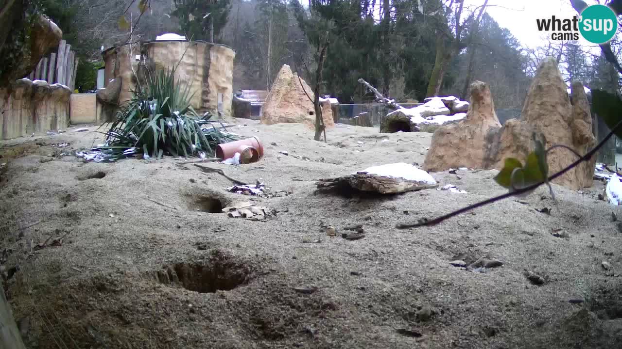 Zoo Ljubljana – Meerkat (Suricata)