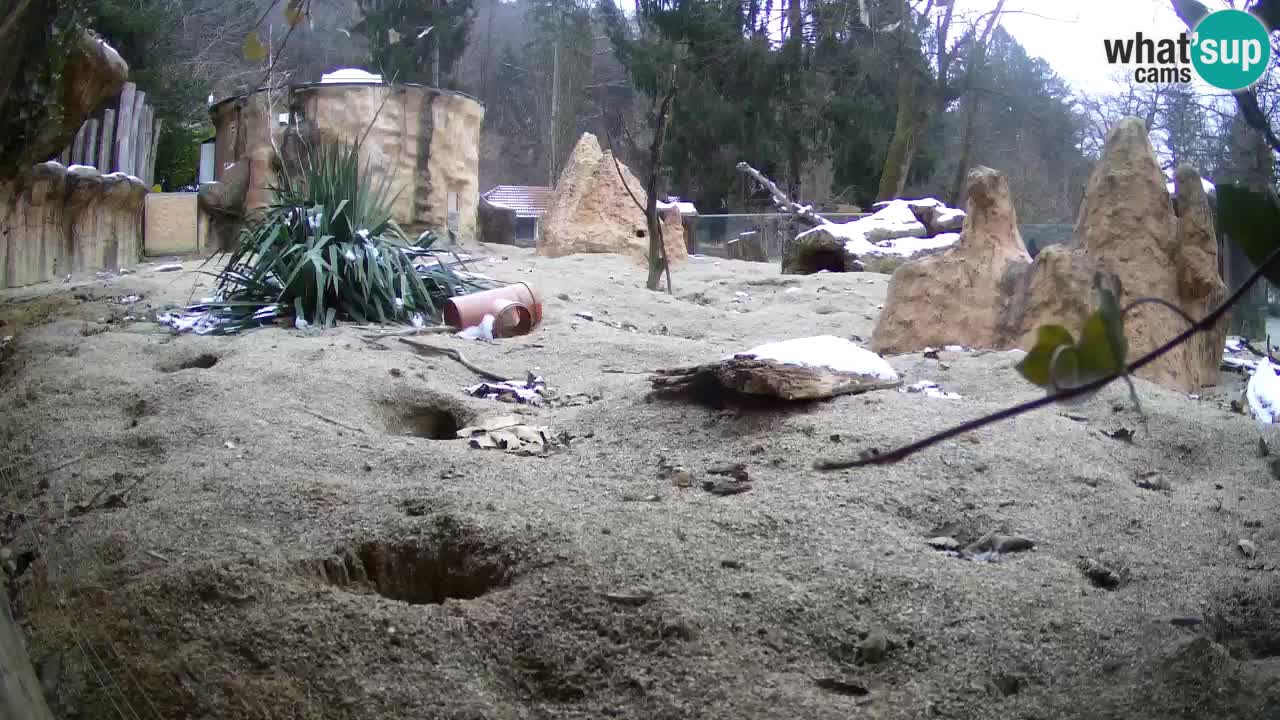 Webcam Zoo Ljubljana – Suricate