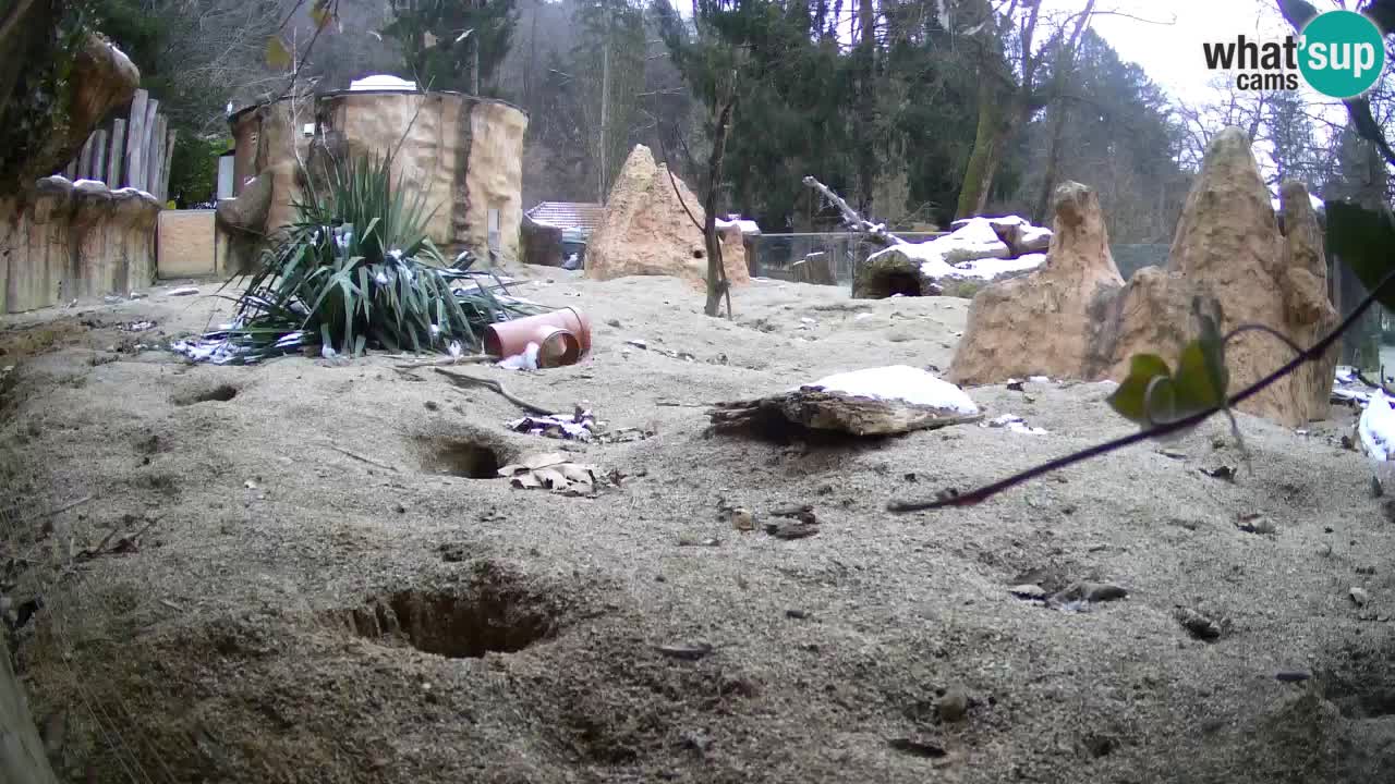 Live cam Zoo Ljubljana – Erdmännchen