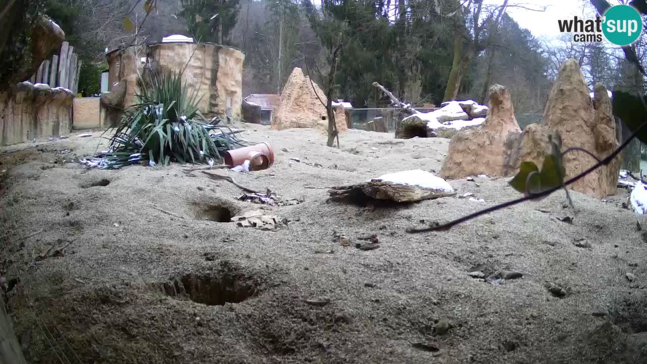 Webcam Zoo Ljubljana – Suricate