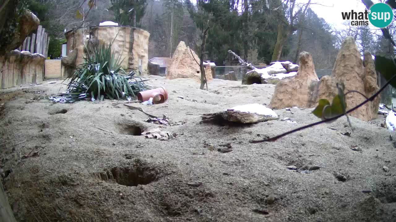 Live cam Zoo Ljubljana – Erdmännchen