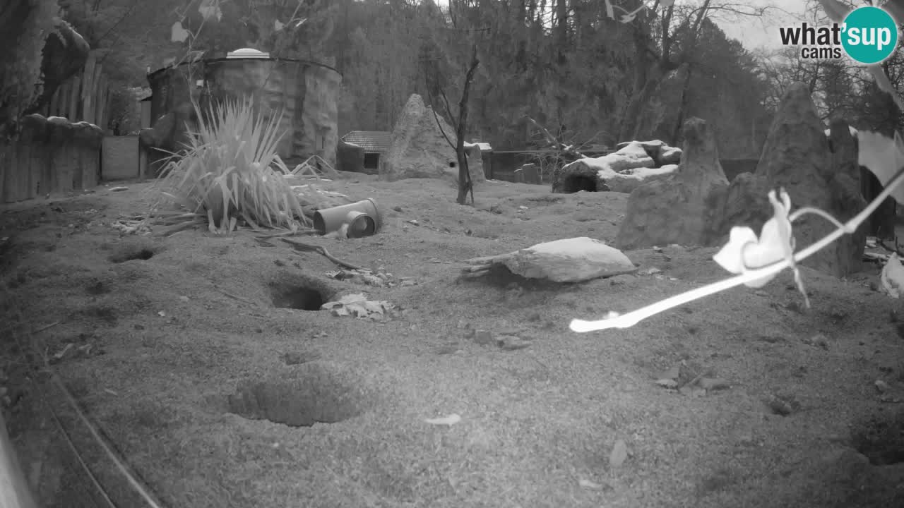 Webcam live Zoo Ljubljana – Suricata