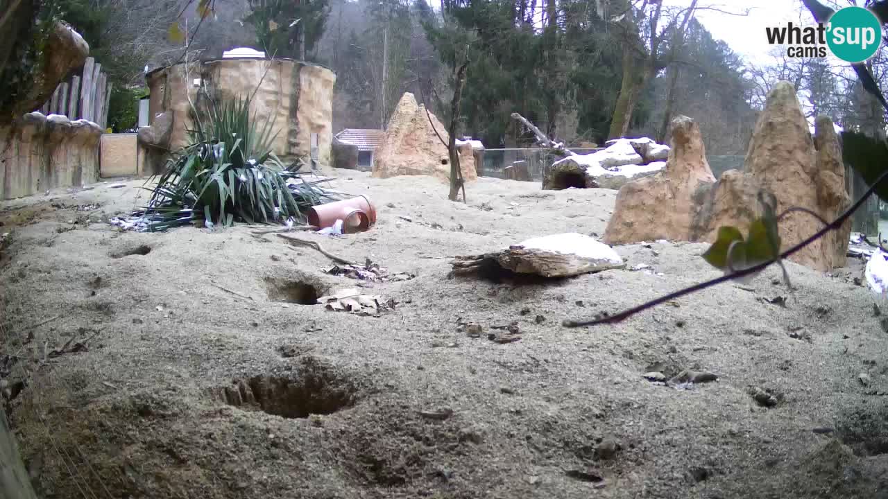 Webcam live Zoo Ljubljana – Suricata