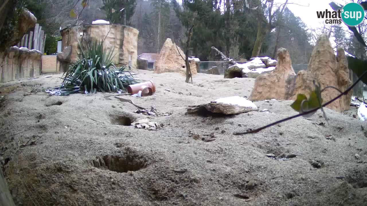 Zoo Ljubljana – Live webcam Meerkat (Suricata)