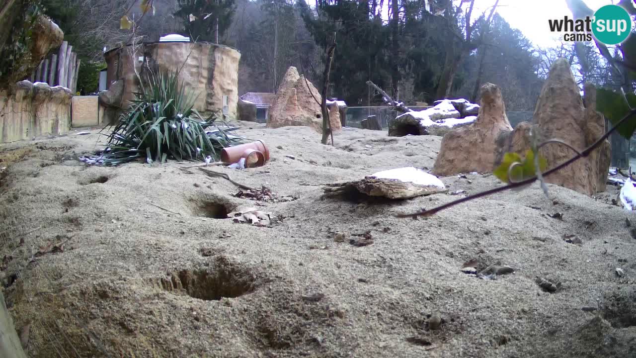 Webcam live Zoo Ljubljana – Suricata