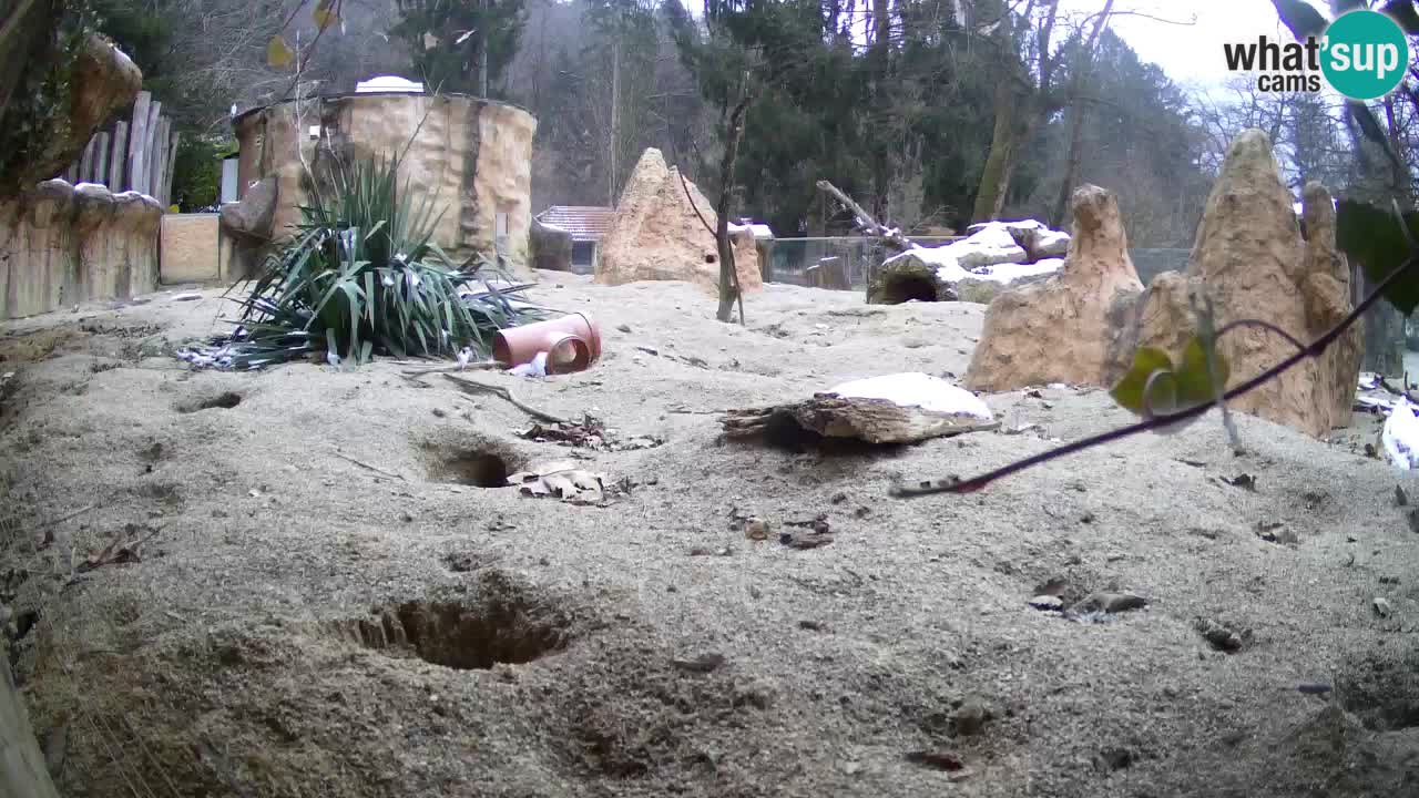 Live cam Zoo Ljubljana – Erdmännchen