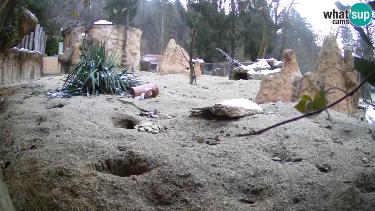 Zoo Ljubljana – Live webcam Meerkat (Suricata)