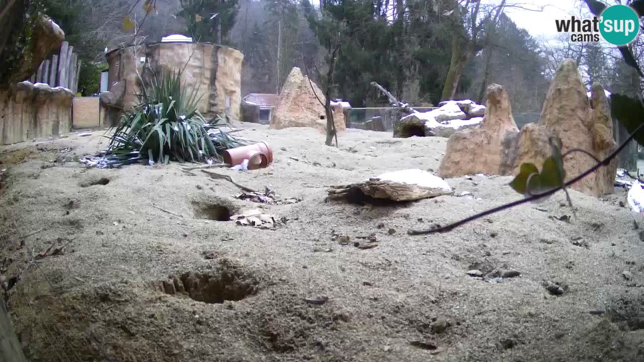 Webcam Zoo Ljubljana – Suricate