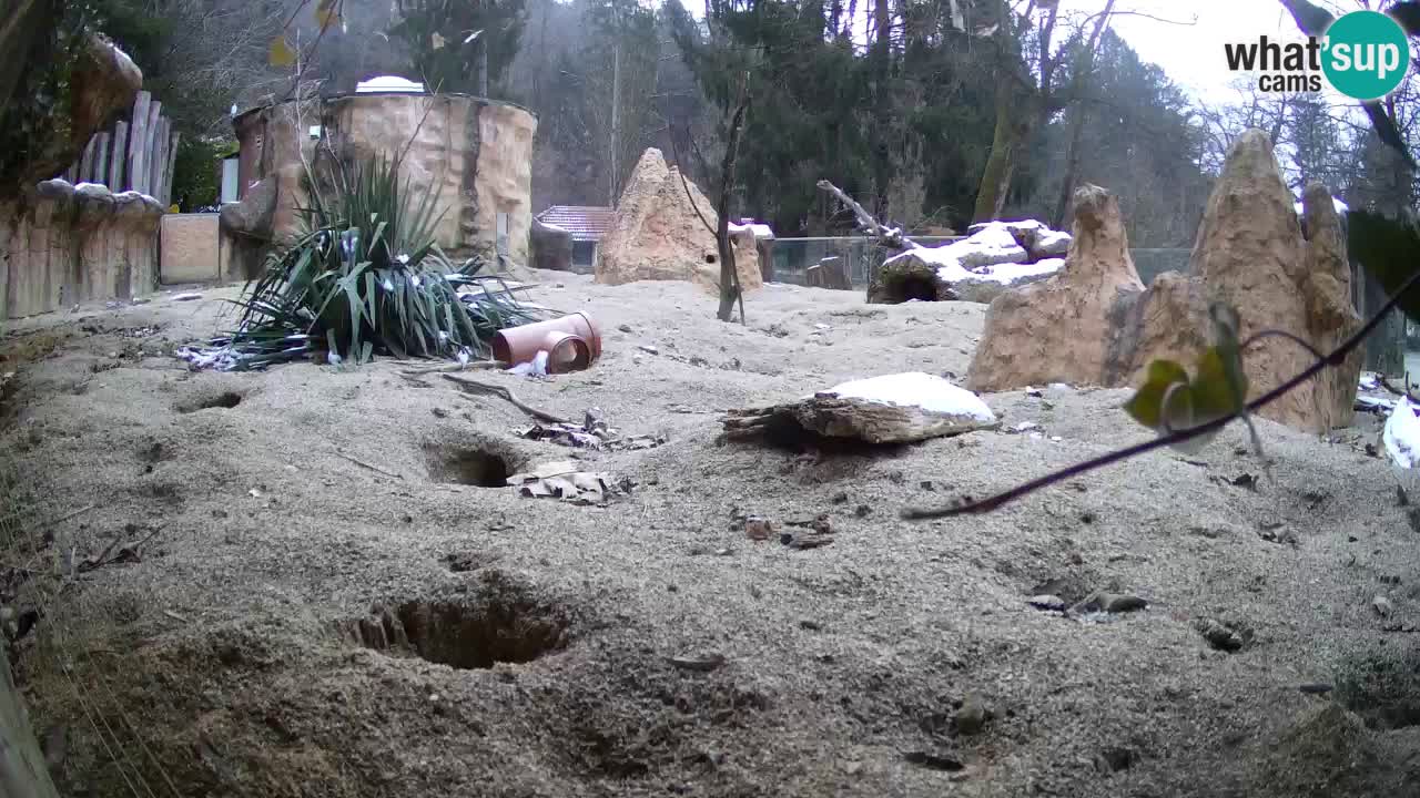 Webcam live Zoo Ljubljana – Suricata