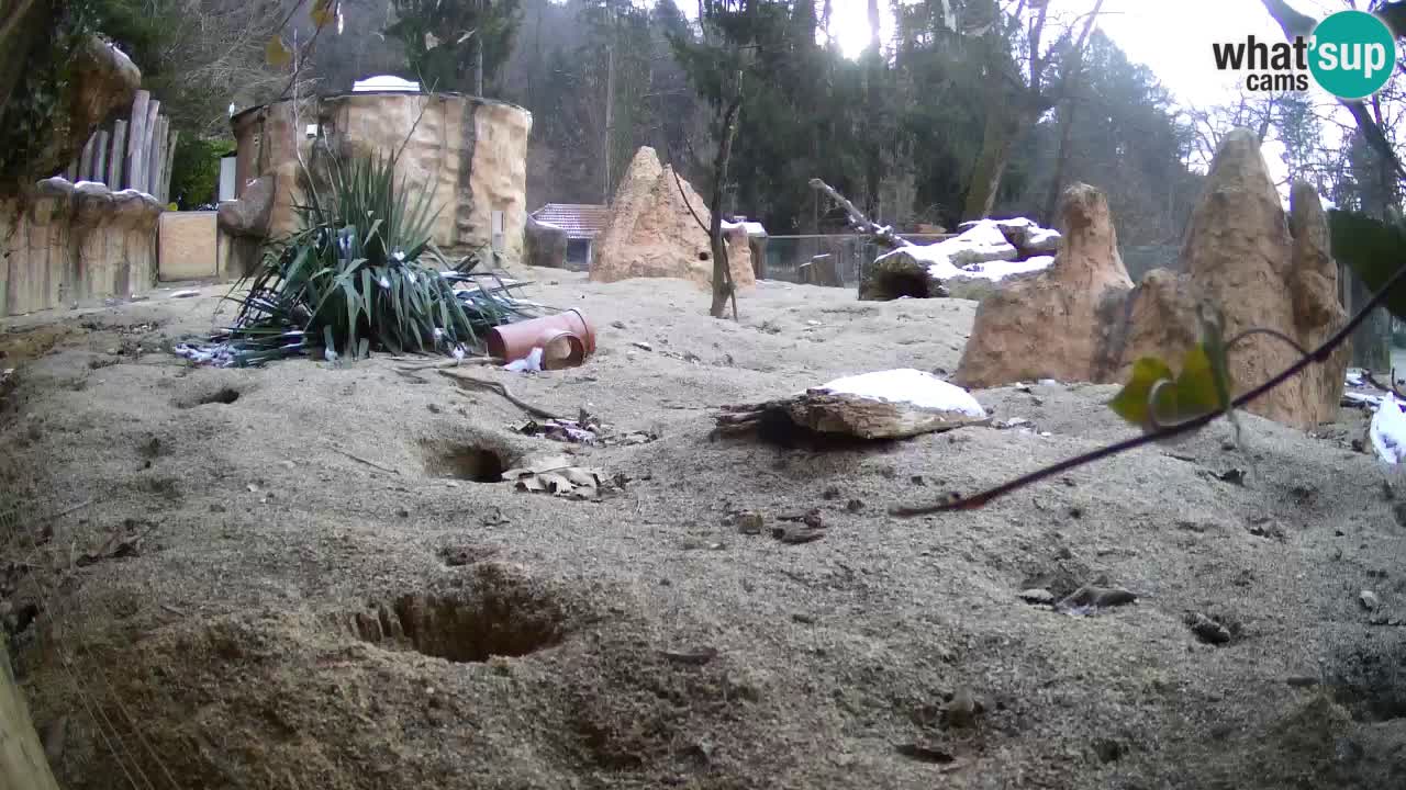 Live cam Zoo Ljubljana – Erdmännchen