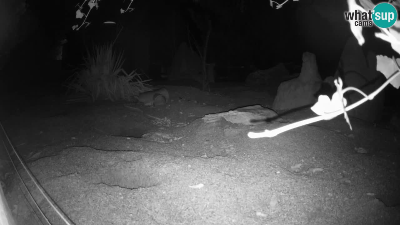 Zoo Ljubljana – Live webcam Meerkat (Suricata)