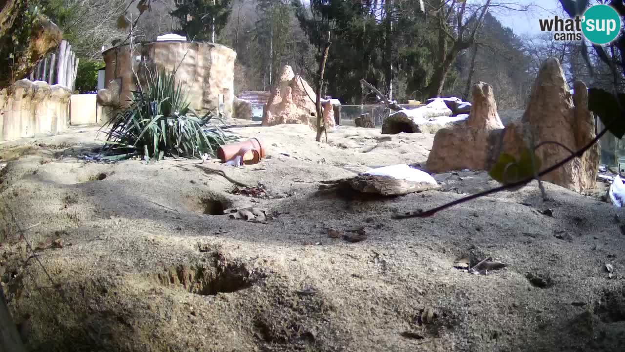 Webcam live Zoo Ljubljana – Suricata