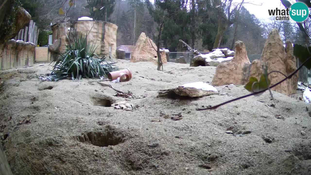 Live cam Zoo Ljubljana – Erdmännchen