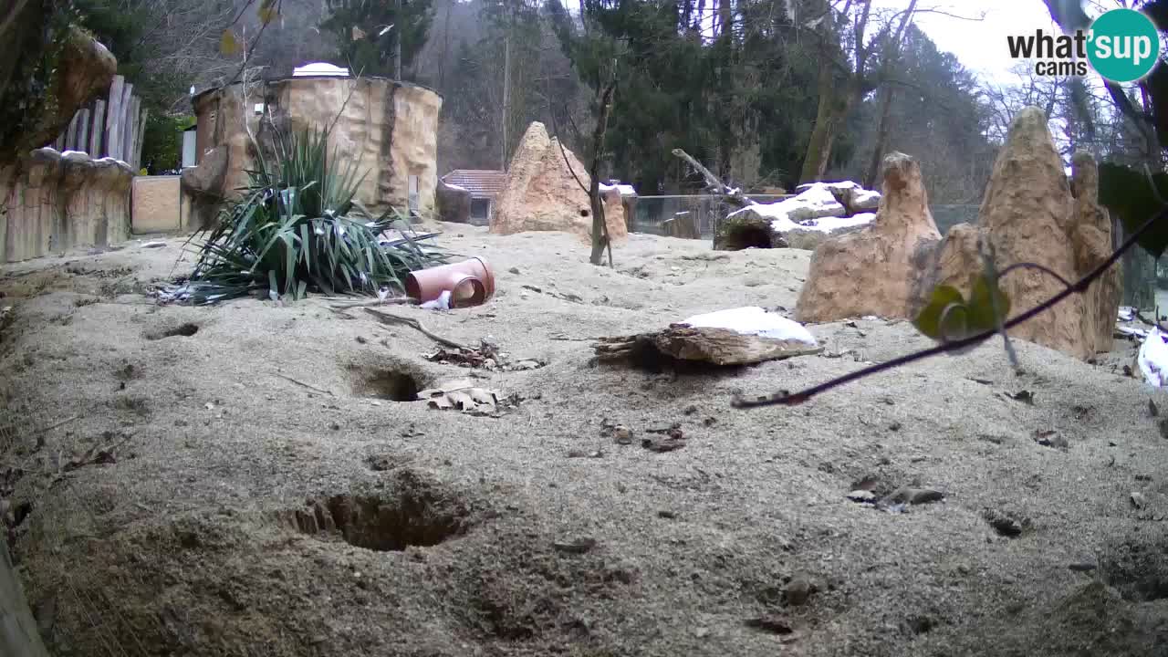 Zoo Ljubljana – Meerkat (Suricata)