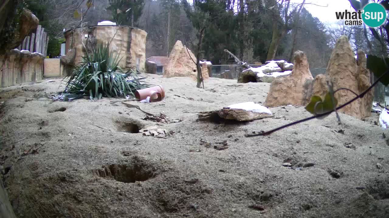 Live cam Zoo Ljubljana – Erdmännchen