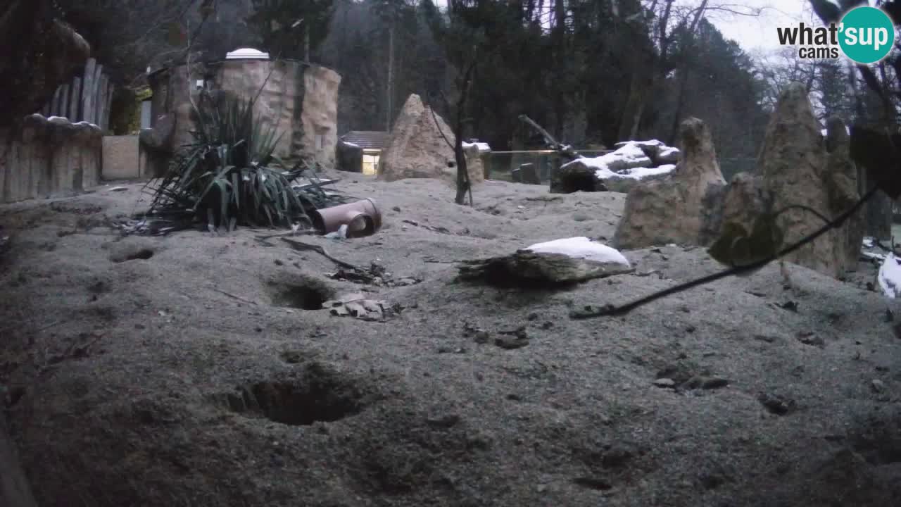 Webcam live Zoo Ljubljana – Suricata