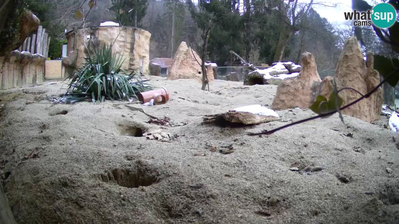 Zoo Ljubljana – Live webcam Meerkat (Suricata)