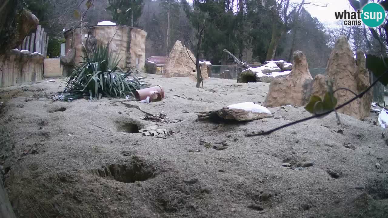 Zoo Ljubljana – Meerkat (Suricata)