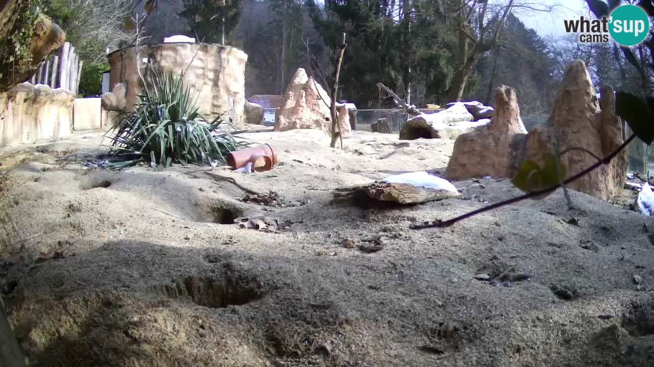 Zoo Ljubljana – Live webcam Meerkat (Suricata)