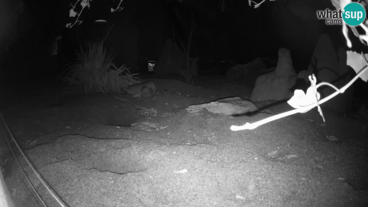 Zoo Ljubljana – Live webcam Meerkat (Suricata)