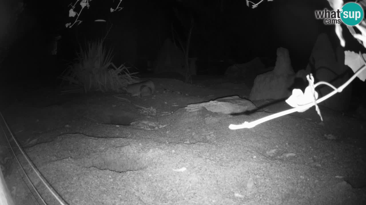 Zoo Ljubljana – Live webcam Meerkat (Suricata)