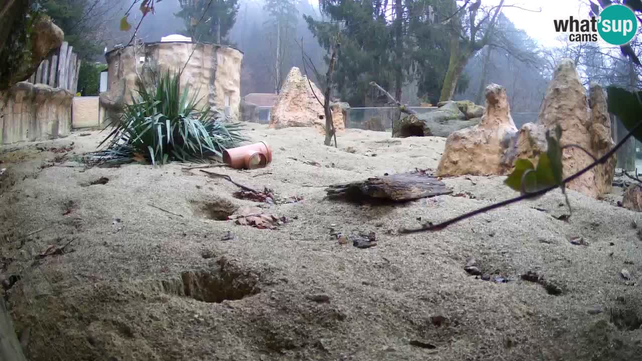 Zoo Ljubljana – Live webcam Meerkat (Suricata)