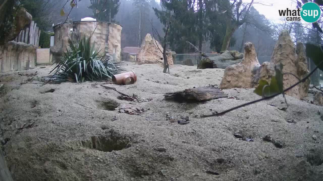 Zoo Ljubljana – Live webcam Meerkat (Suricata)