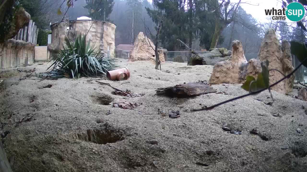 Zoo Ljubljana – Live webcam Meerkat (Suricata)