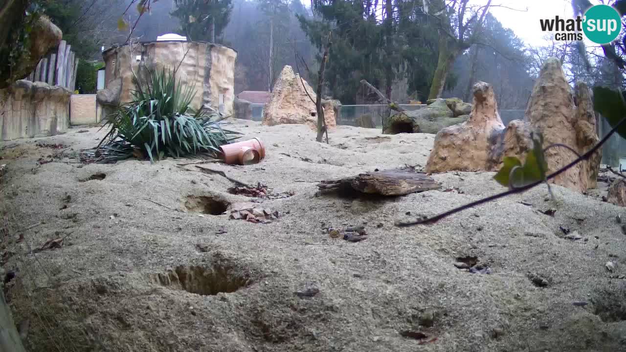 Live cam Zoo Ljubljana – Erdmännchen