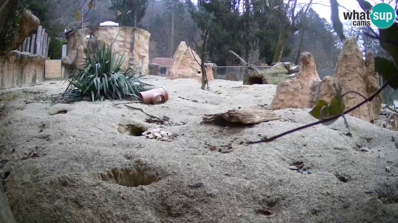 Zoo Ljubljana – Meerkat (Suricata)