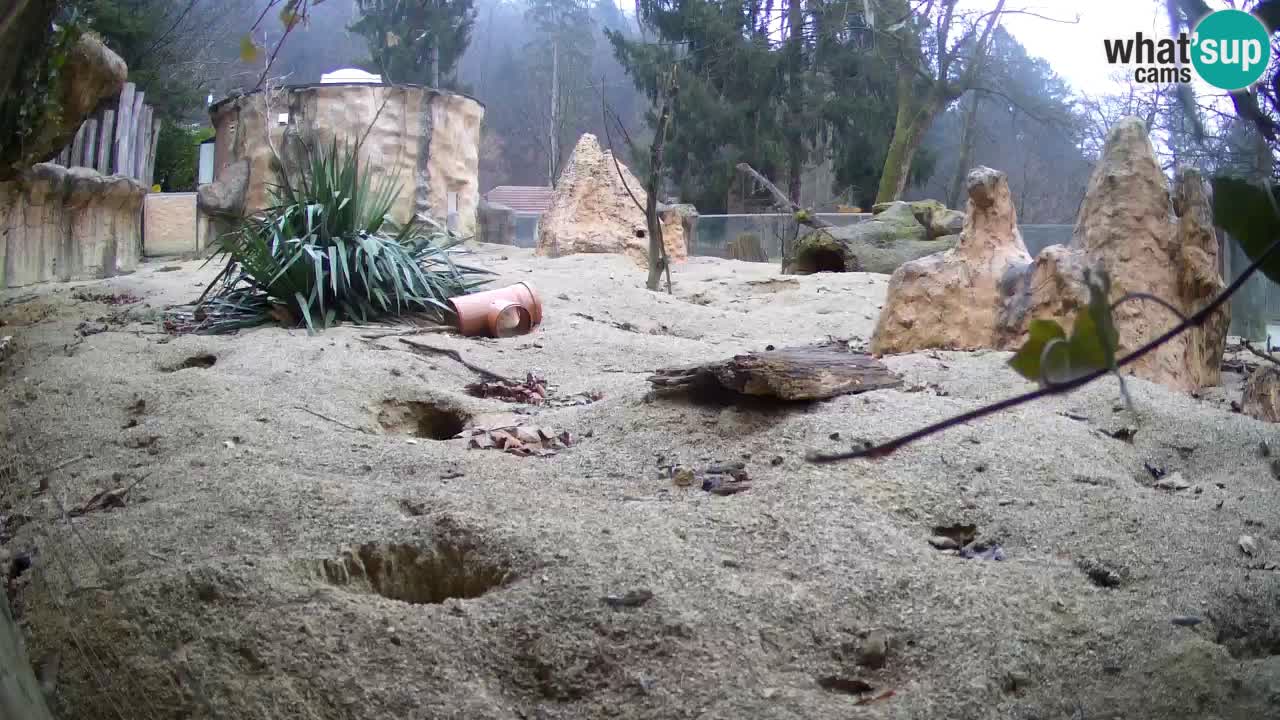 Live cam Zoo Ljubljana – Erdmännchen