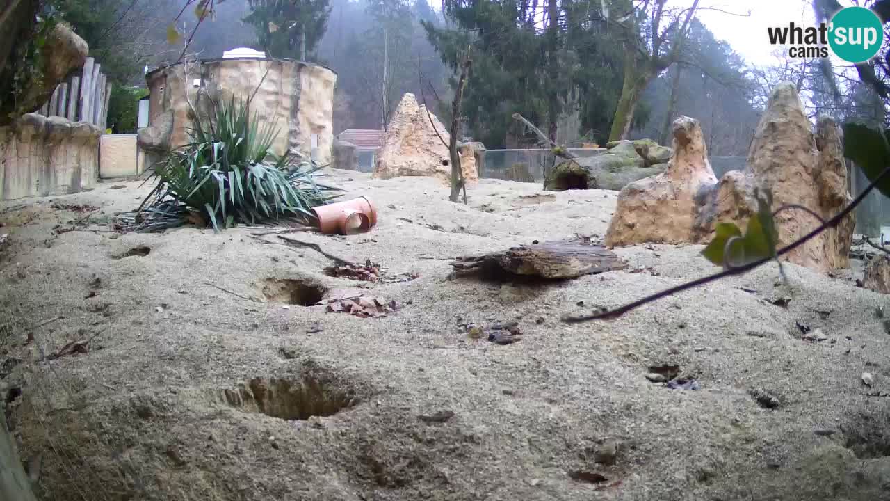 Webcam live Zoo Ljubljana – Suricata