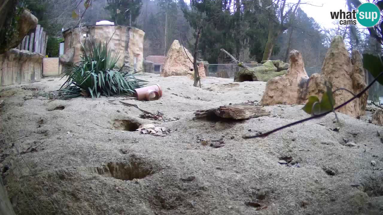 Zoo Ljubljana – Meerkat (Suricata)