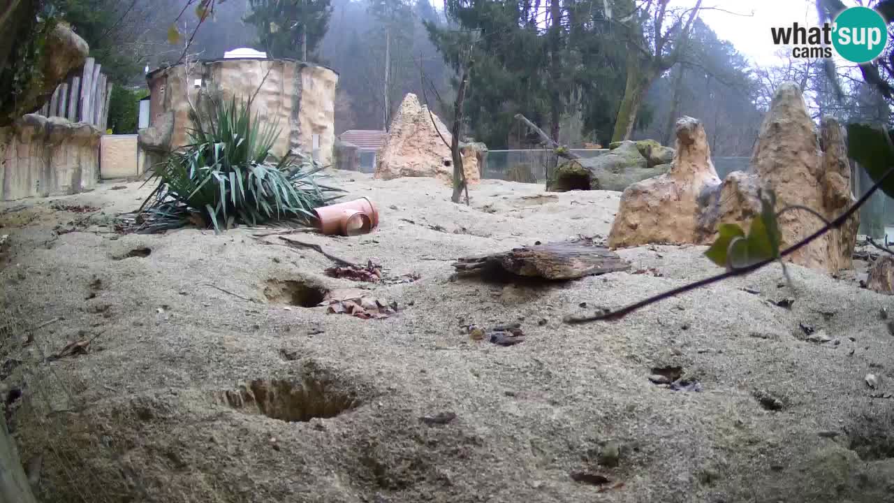 Live cam Zoo Ljubljana – Erdmännchen