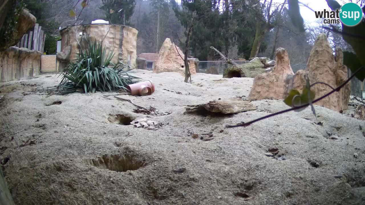 Live cam Zoo Ljubljana – Erdmännchen