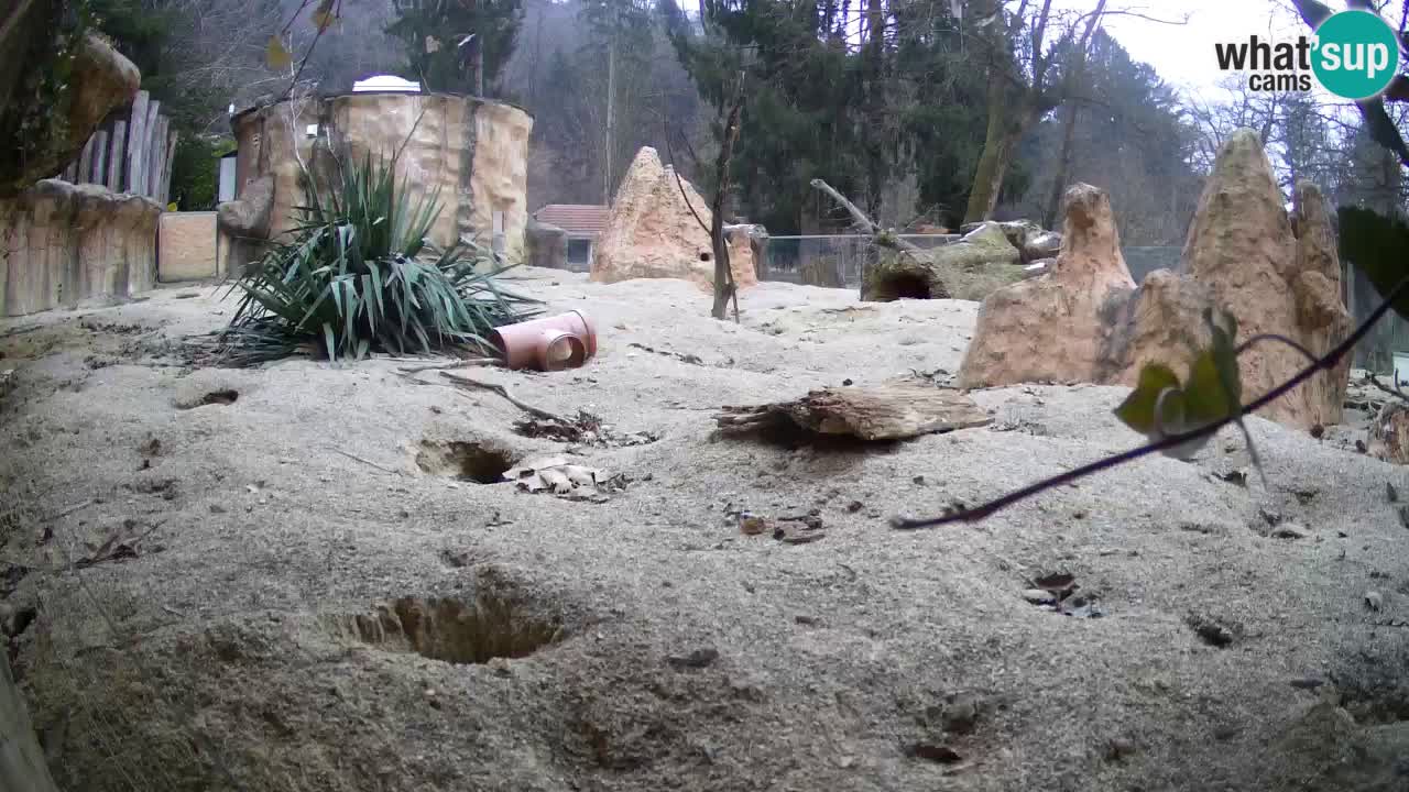 Webcam Zoo Ljubljana – Suricate