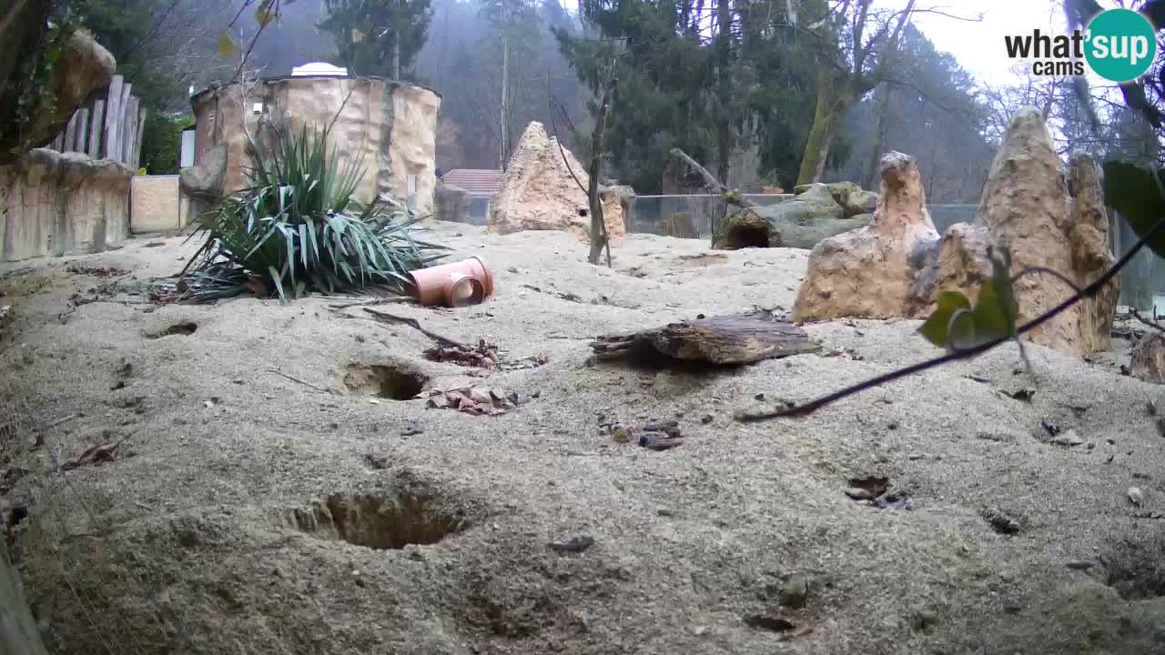 Zoo Ljubljana – Live webcam Meerkat (Suricata)