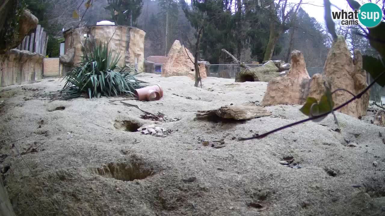 Live cam Zoo Ljubljana – Erdmännchen