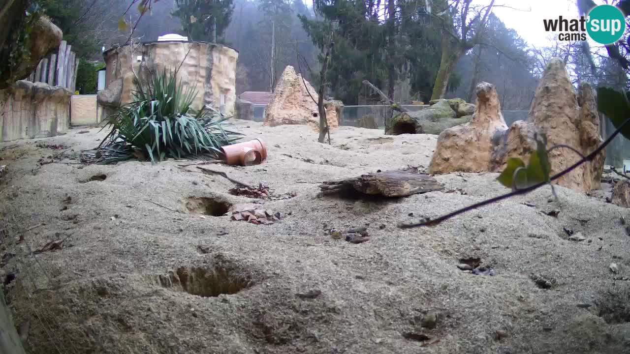 Webcam Zoo Ljubljana – Suricate