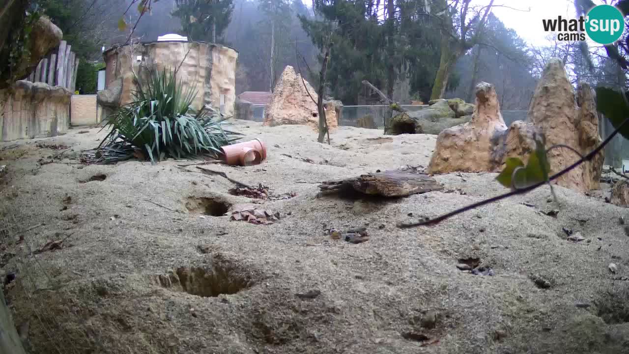 Zoo Ljubljana – Meerkat (Suricata)