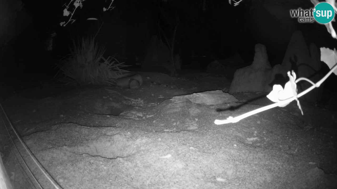 Zoo Ljubljana – Live webcam Meerkat (Suricata)