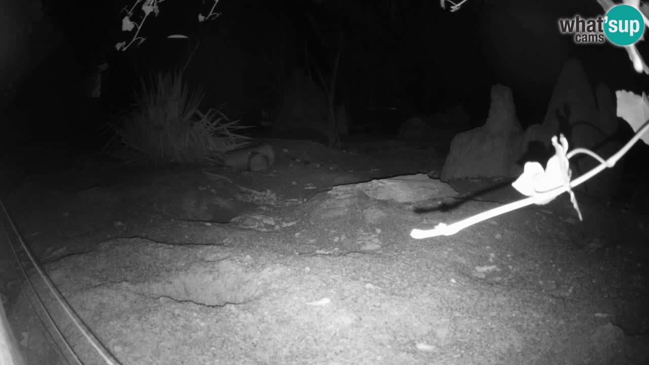 Zoo Ljubljana – Live webcam Meerkat (Suricata)