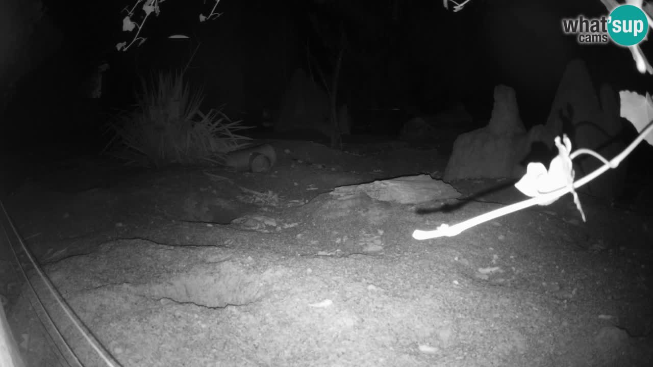 Zoo Ljubljana – Live webcam Meerkat (Suricata)