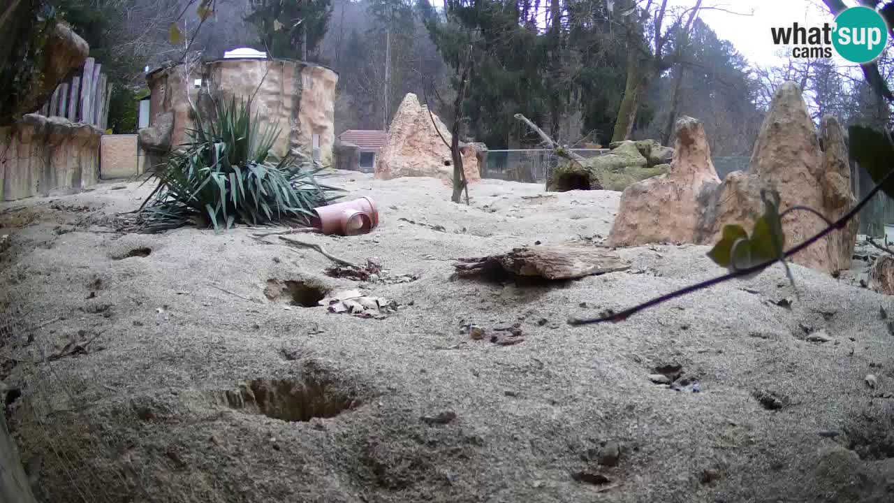 Live cam Zoo Ljubljana – Erdmännchen