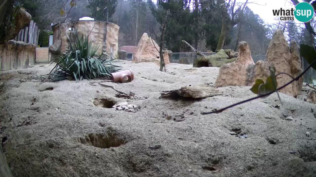 Live cam Zoo Ljubljana – Erdmännchen