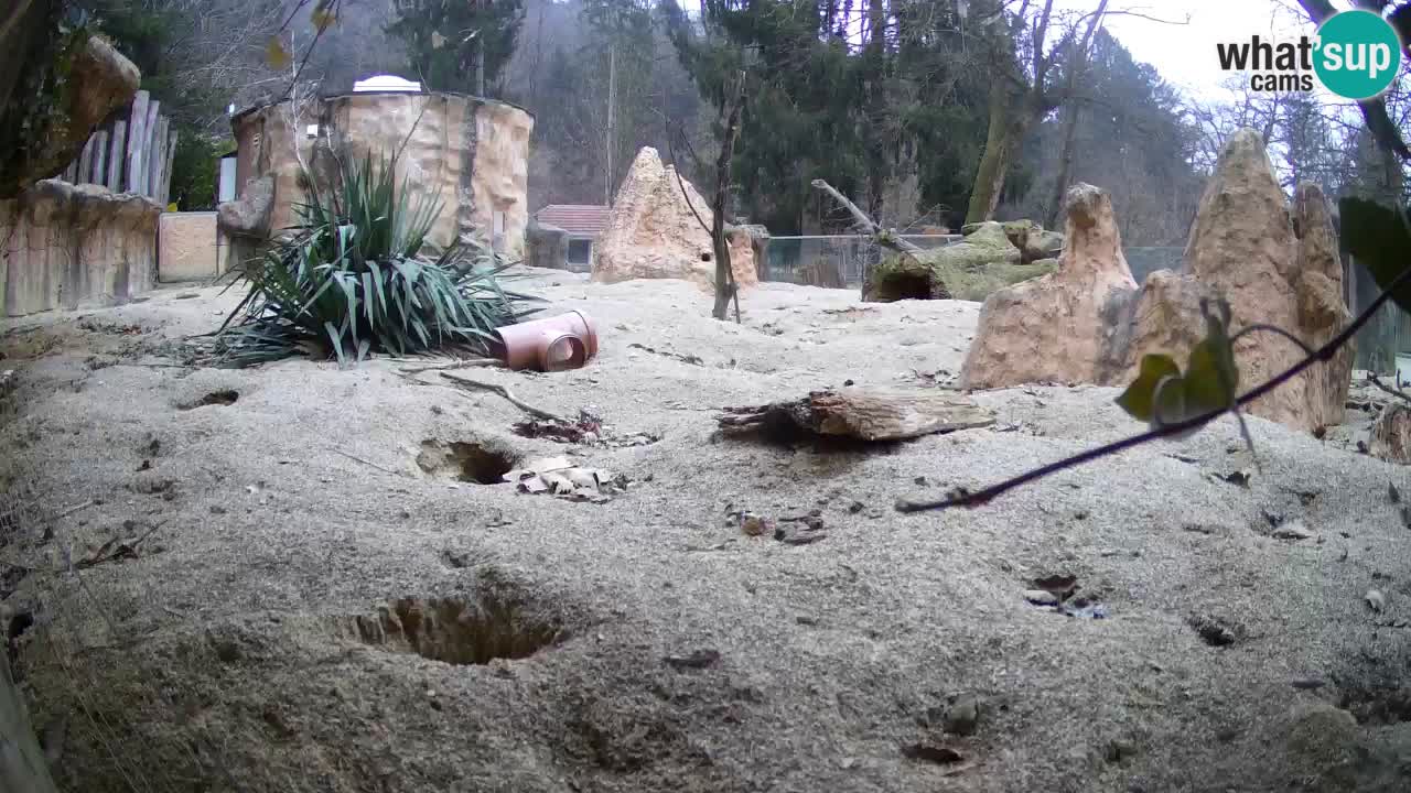 Zoo Ljubljana – Live webcam Meerkat (Suricata)