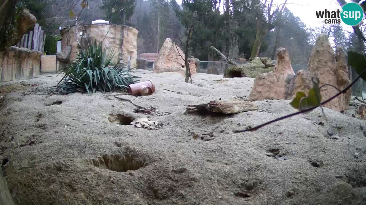 Webcam live Zoo Ljubljana – Suricata