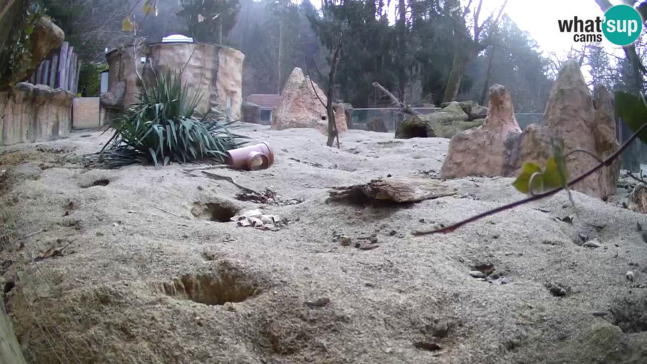 Webcam live Zoo Ljubljana – Suricata